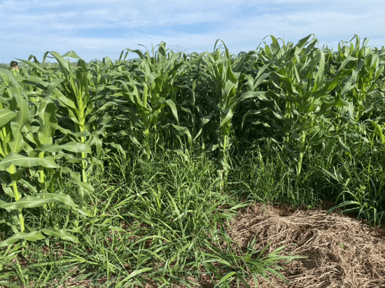 Consórcio milho com capim-marandu, na primeira safra, EPAMIG Oeste em Uberaba.