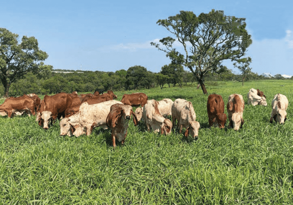 Novilhas Gir Leiteiro pastejando capim-marandu, EPAMIG OESTE, Uberaba.